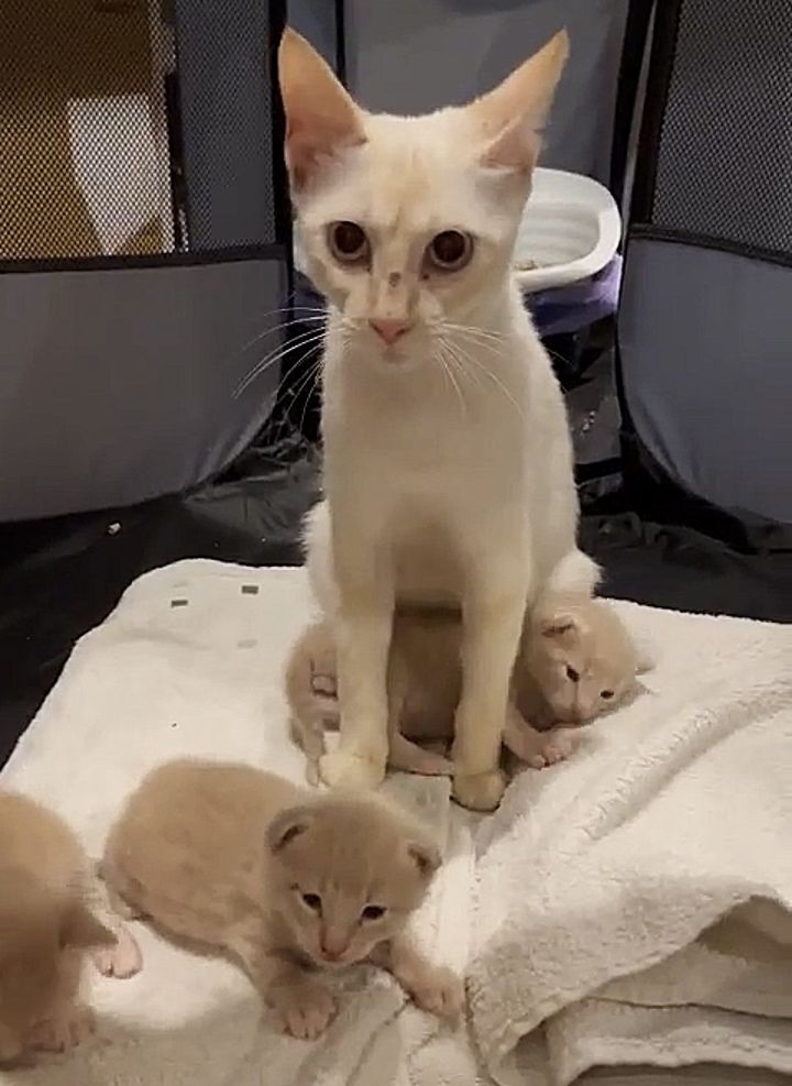 cat tiny kittens